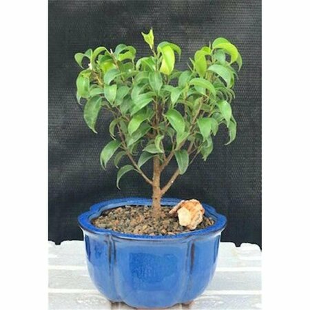 CONFIGURACION Ficus Benjamina Ficus Too Little Bonsai Tree, Small CO2802614